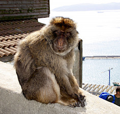 Gibraltar - Berberaffe